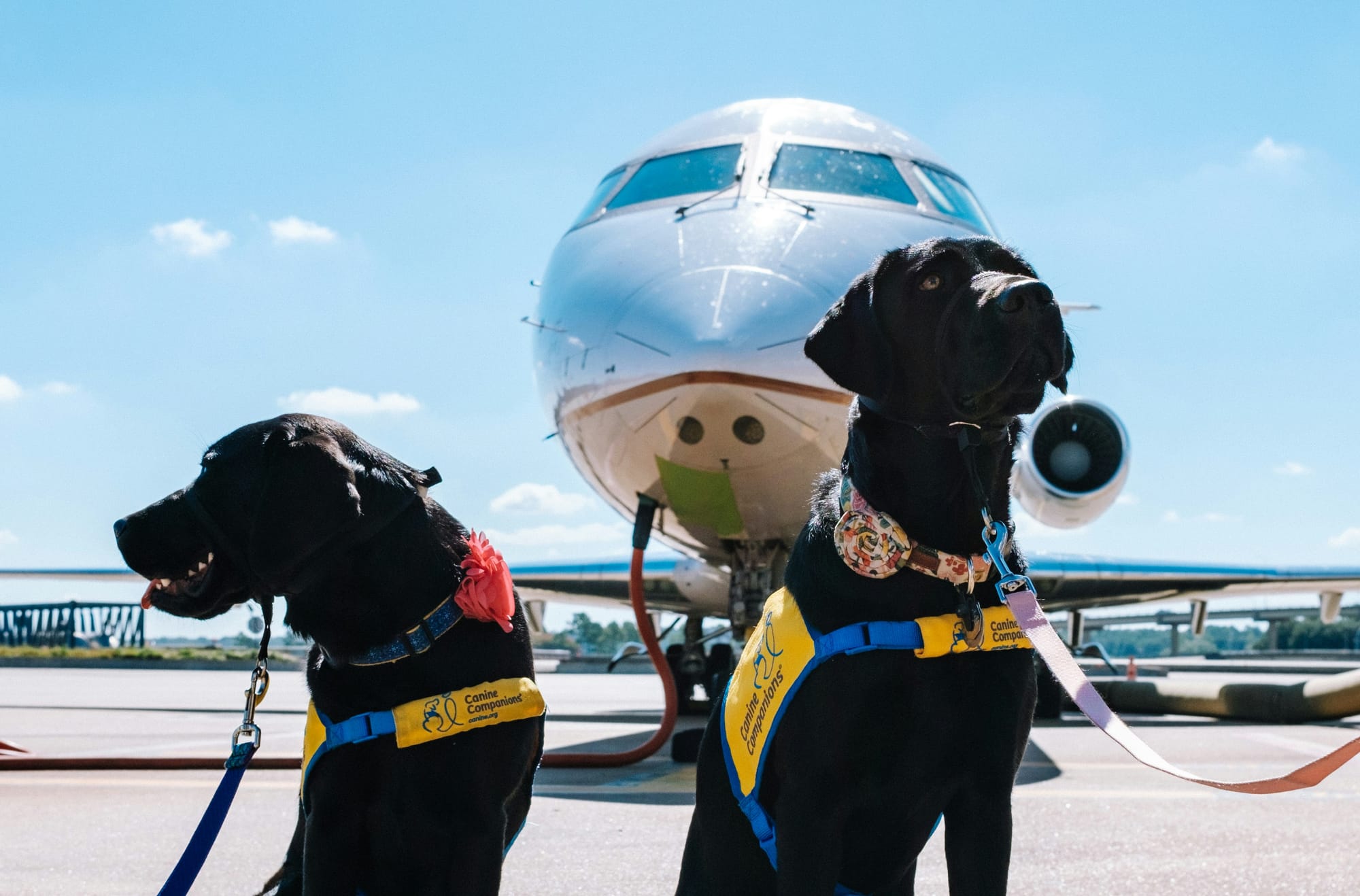 Traveling with Pets: A Guide to Stress-Free Aviation Journeys