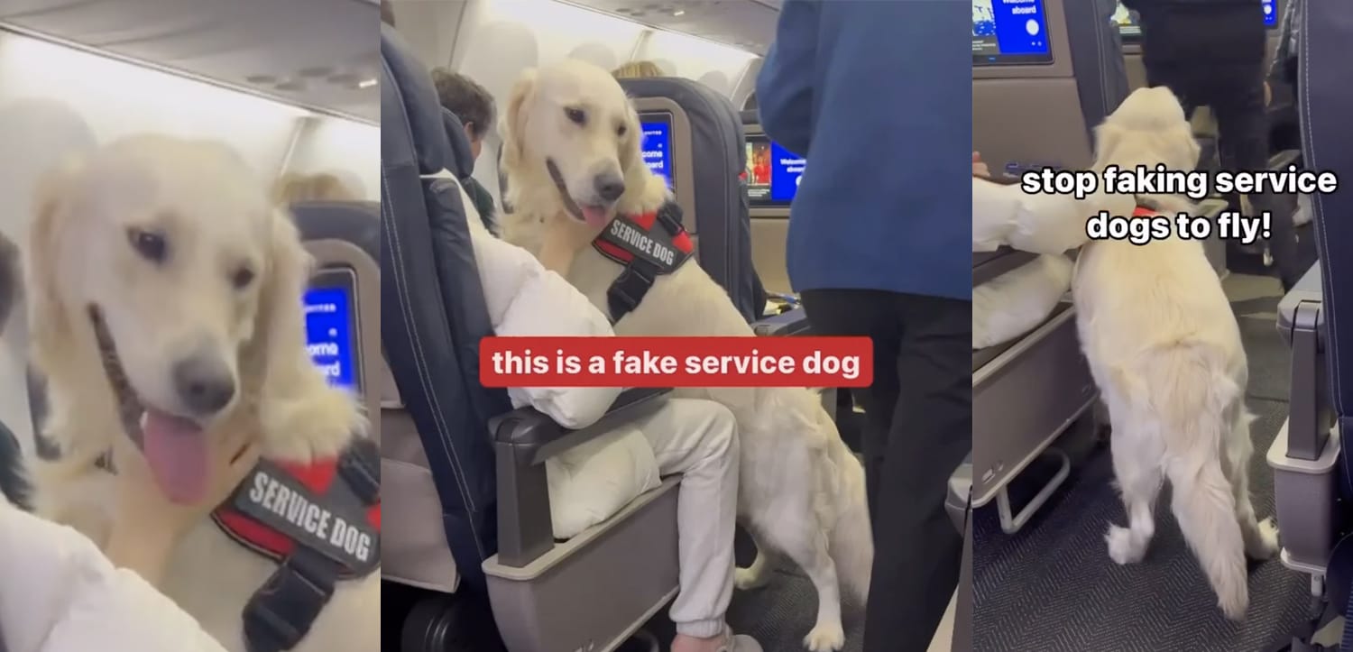 Boeing CEO Out, Fake Service Animals, & Marriott Assault [Roundup]